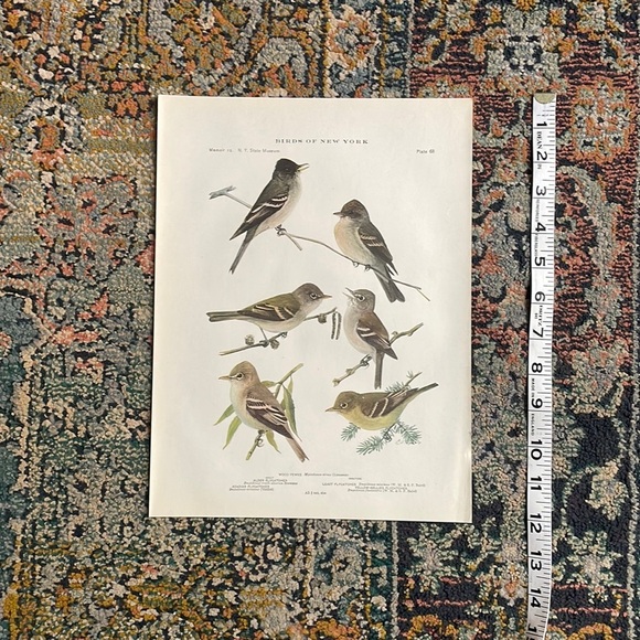 Antique Ornithological Bird Print Original - Picture 11 of 11